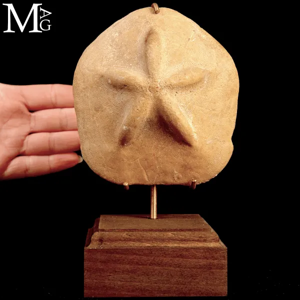 Clypeaster Crassicostatus – Riccio fossile del Miocene.