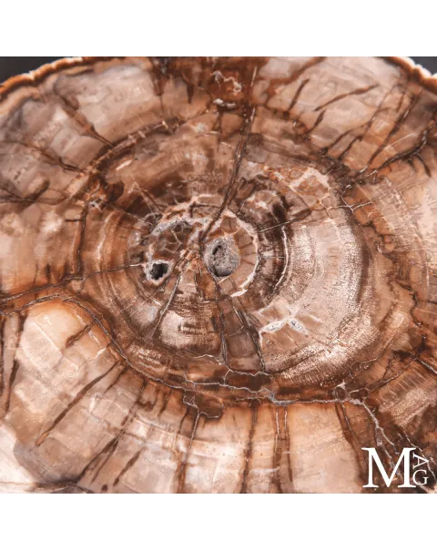 Lastra di Legno Fossile del Madagascar - Triassico
