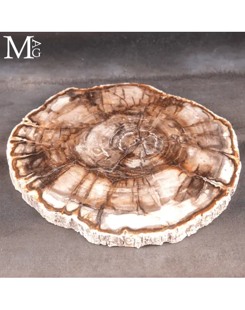 Lastra di Legno Fossile del Madagascar - Triassico