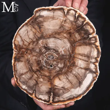 Lastra di Legno Fossile del Madagascar - Triassico