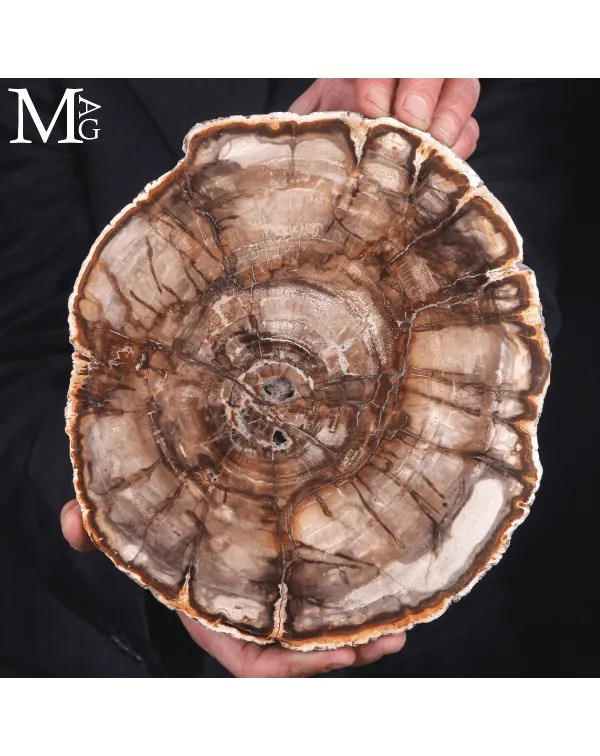 Lastra di Legno Fossile del Madagascar - Triassico