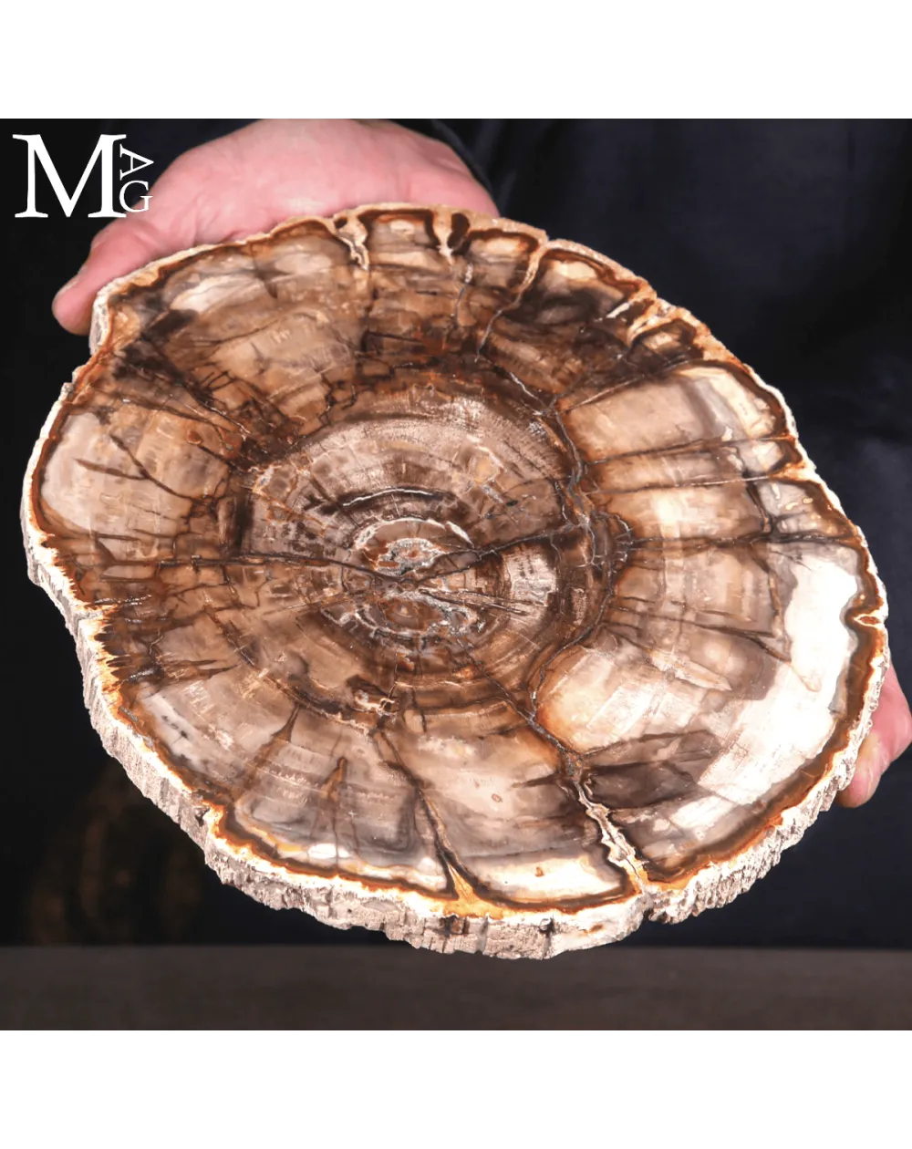 Lastra di Legno Fossile del Madagascar - Dal Triassico