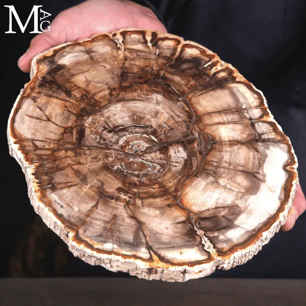 Lastra di Legno Fossile del Madagascar - Triassico