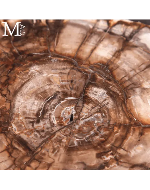 Lastra di Legno Fossile del Madagascar - Dal Triassico
