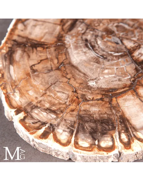 Lastra di Legno Fossile del Madagascar - Dal Triassico