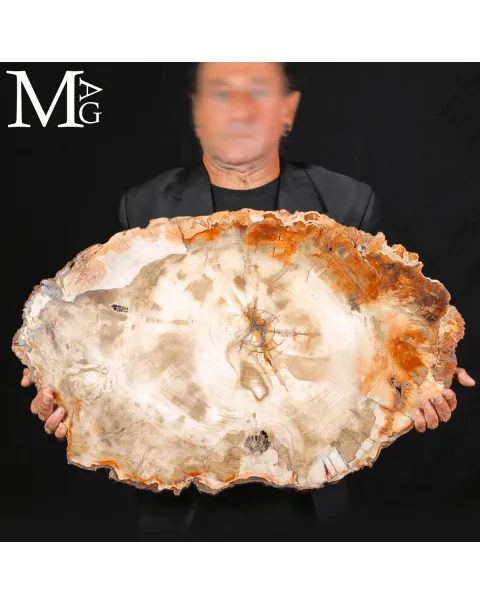 Grande Fetta Fossile di Legno Silicizzato.
