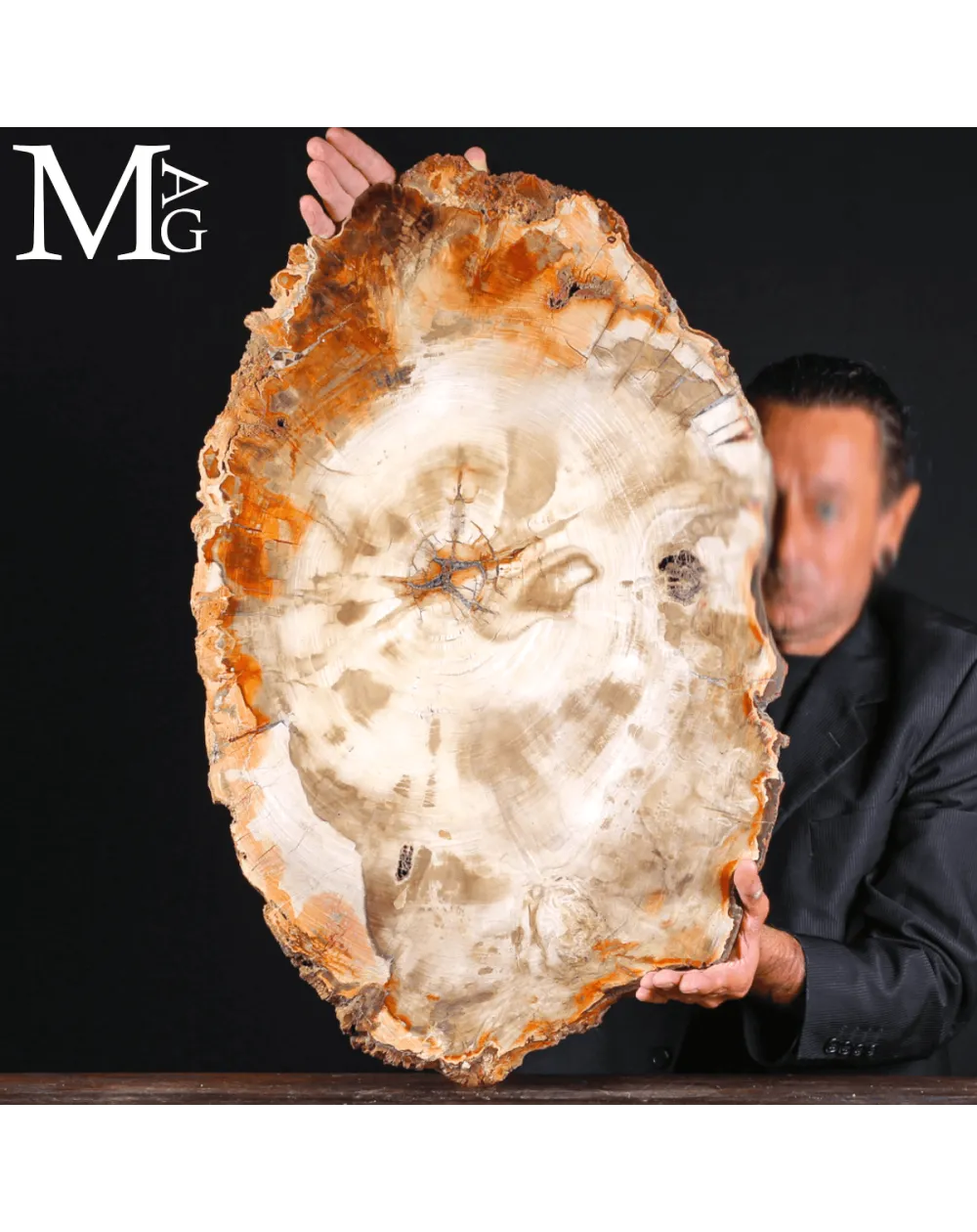 Grande Fetta Fossile di Legno Silicizzato.