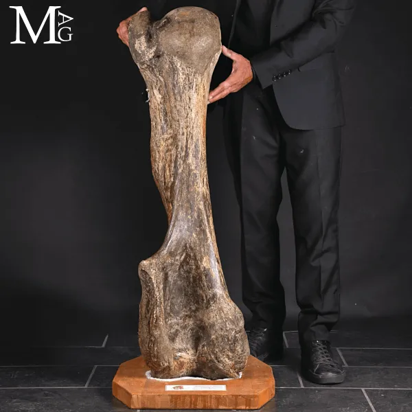 Omero fossile di Mammuthus Primigenius – Pleistocene (~50.000 anni)