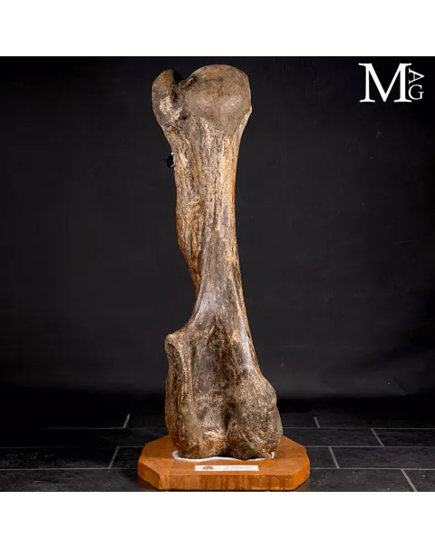 Omero fossile di Mammuthus Primigenius – Pleistocene (~50.000 anni)
