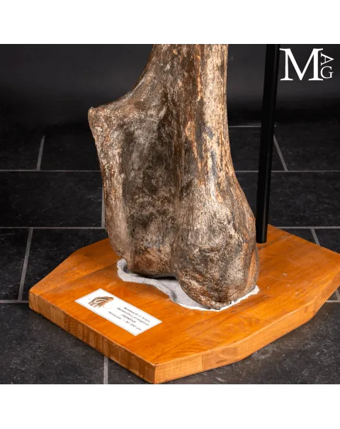 Omero fossile di Mammuthus Primigenius – Pleistocene (~50.000 anni)
