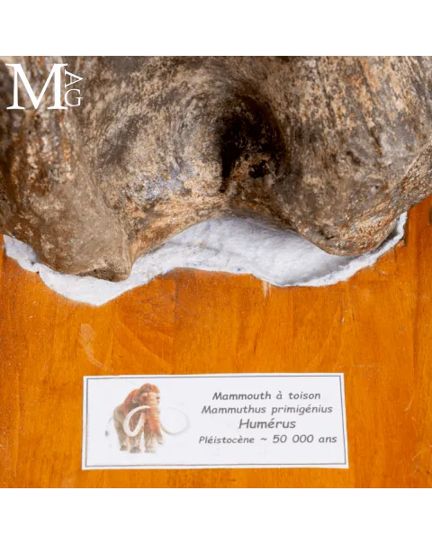 Omero fossile di Mammuthus Primigenius – Pleistocene (~50.000 anni)
