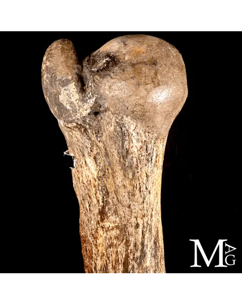 Omero fossile di Mammuthus Primigenius – Pleistocene (~50.000 anni)