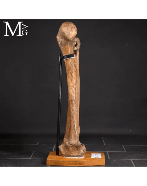 Femore Fossile di Mammuthus Primigenius – Pleistocene