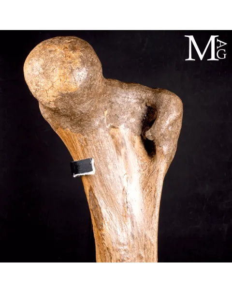 Femore Fossile di Mammuthus Primigenius – Pleistocene