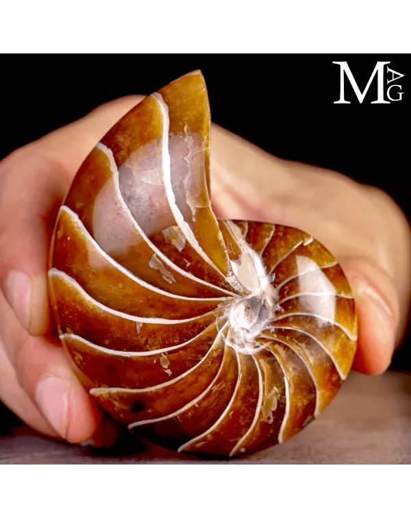Nautilus Fossile – Aragonite.