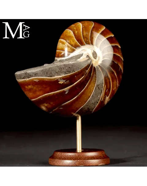 Nautilus Fossile - Aragonite e Calcite