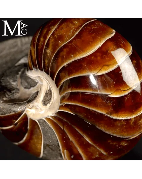 Nautilus Fossile - Aragonite e Calcite