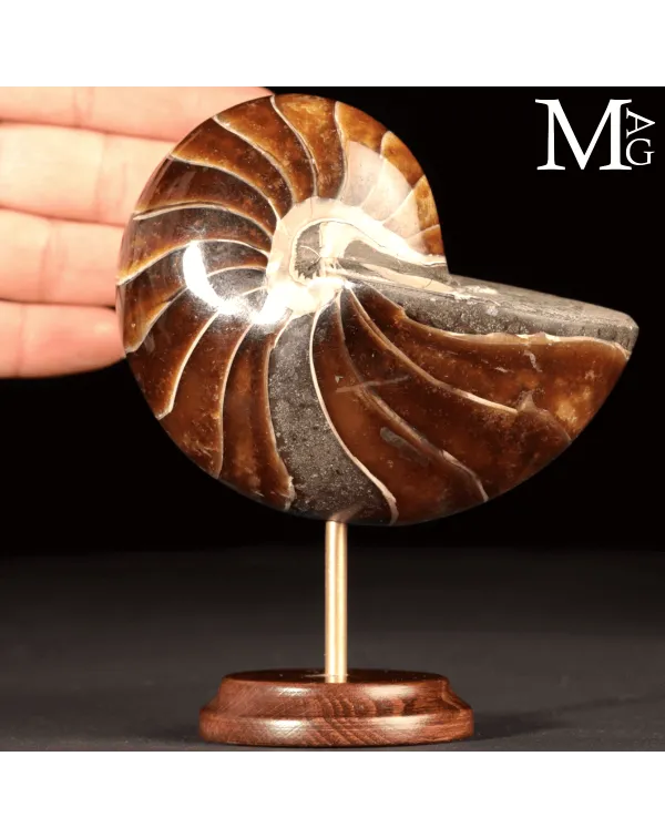Nautilus Fossile - Aragonite e Calcite