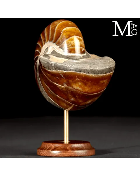 Nautilus Fossile - Aragonite e Calcite