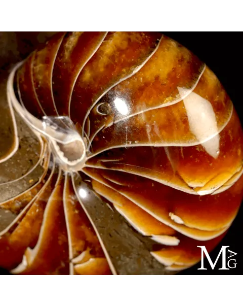 Nautilus Fossile - Spirale Antica