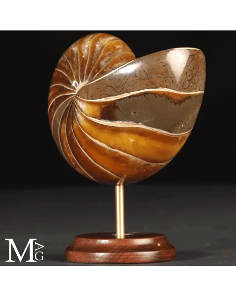 Nautilus Fossile - Spirale Antica