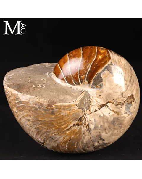 Grande Fossile di Nautiloide – Madagascar