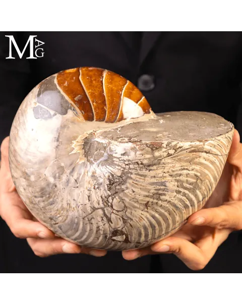 Grande Fossile di Nautiloide – Madagascar