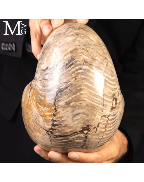 Grande Fossile di Nautiloide – Madagascar
