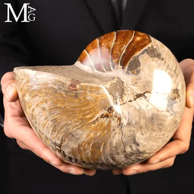 Grande Fossile di Nautiloide – Madagascar