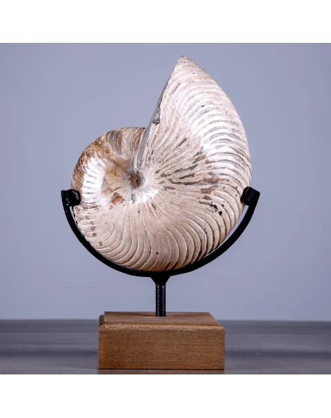 Nautilus Fossile Lucidato con Opalescenze Madreperlacee.