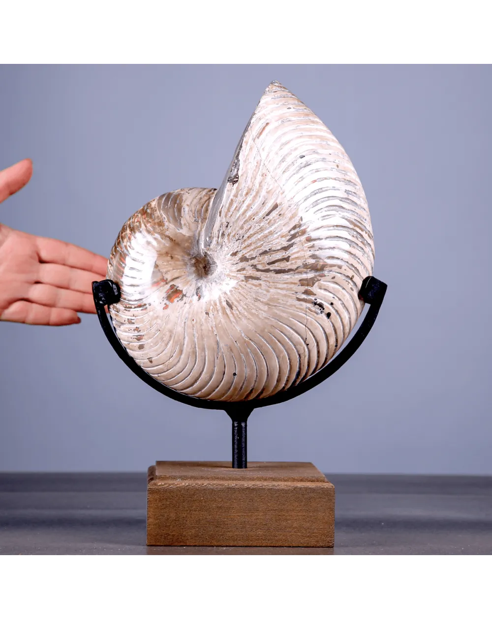 Nautilus Fossile Lucidato con Opalescenze Madreperlacee.