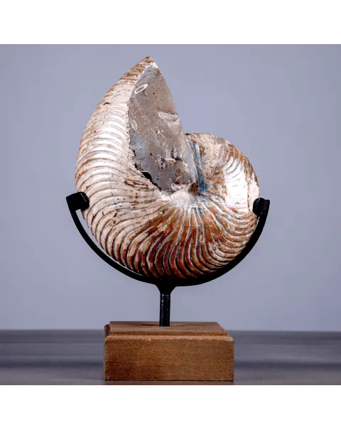 Nautilus Fossile Lucidato con Opalescenze Madreperlacee.