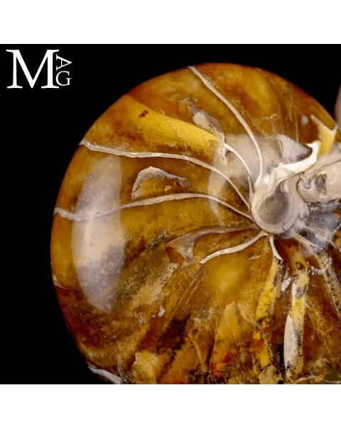 Nautilus Fossile Aragonite e calcite