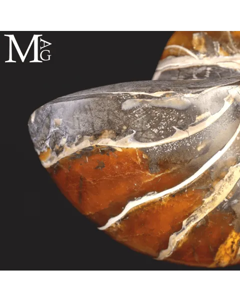 Nautilus Fossile Aragonite e calcite