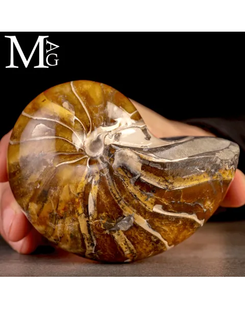 Nautilus Fossile Aragonite e calcite