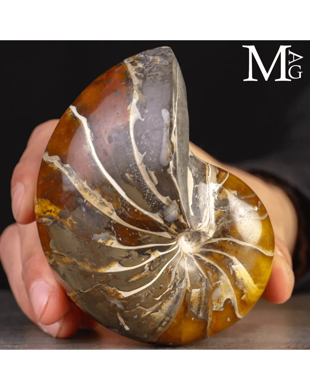 Nautilus Fossile Aragonite e calcite