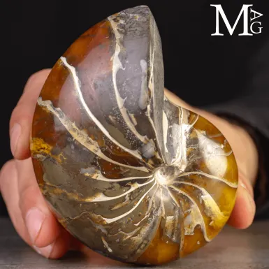 Nautilus Fossile Aragonite e calcite
