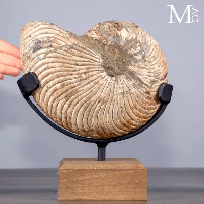 Nautilus Fossile del Madagascar su Base Espositiva