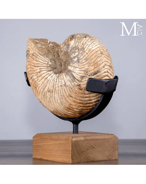 Nautilus Fossile del Madagascar su Base Espositiva