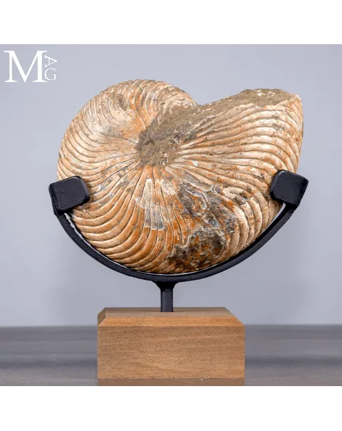 Nautilus Fossile del Madagascar su Base Espositiva