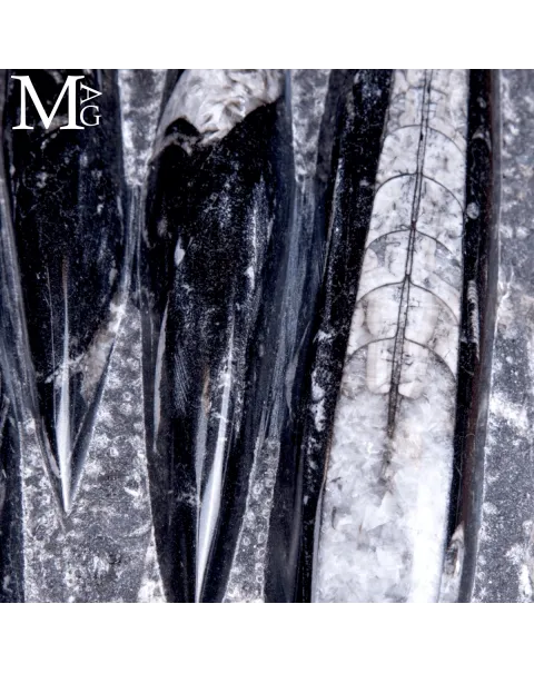 Lastra Fossile di Orthoceras – Marocco