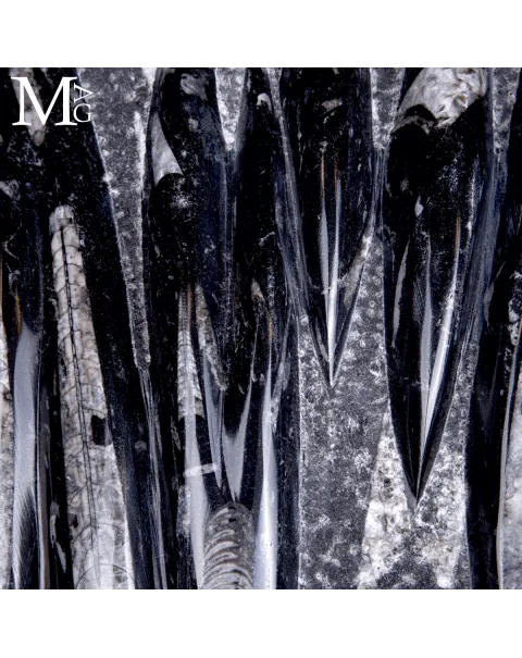 Lastra Fossile di Orthoceras – Marocco