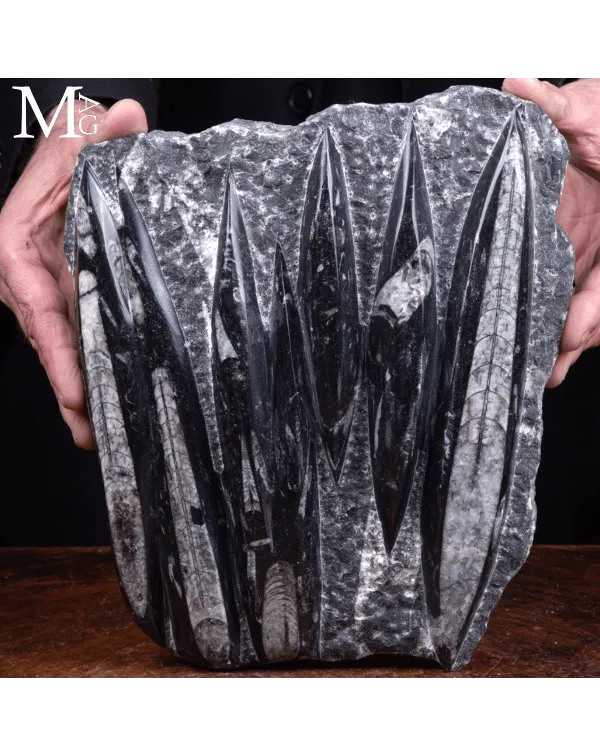 Lastra Fossile di Orthoceras – Marocco