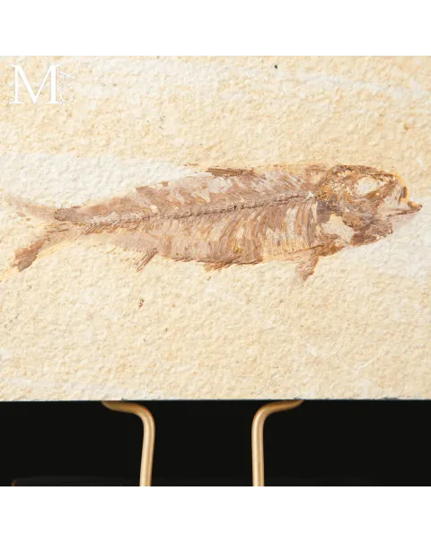 Un Pesce di Cinquanta Milioni di Anni – Knightia Fossile.