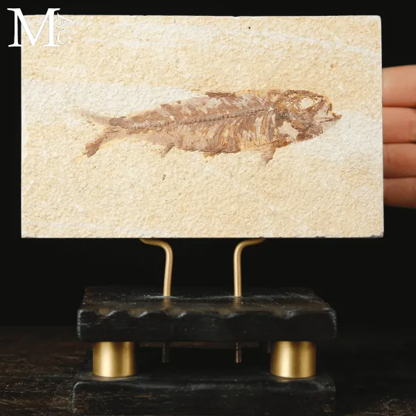 Un Pesce di Cinquanta Milioni di Anni – Knightia Fossile.