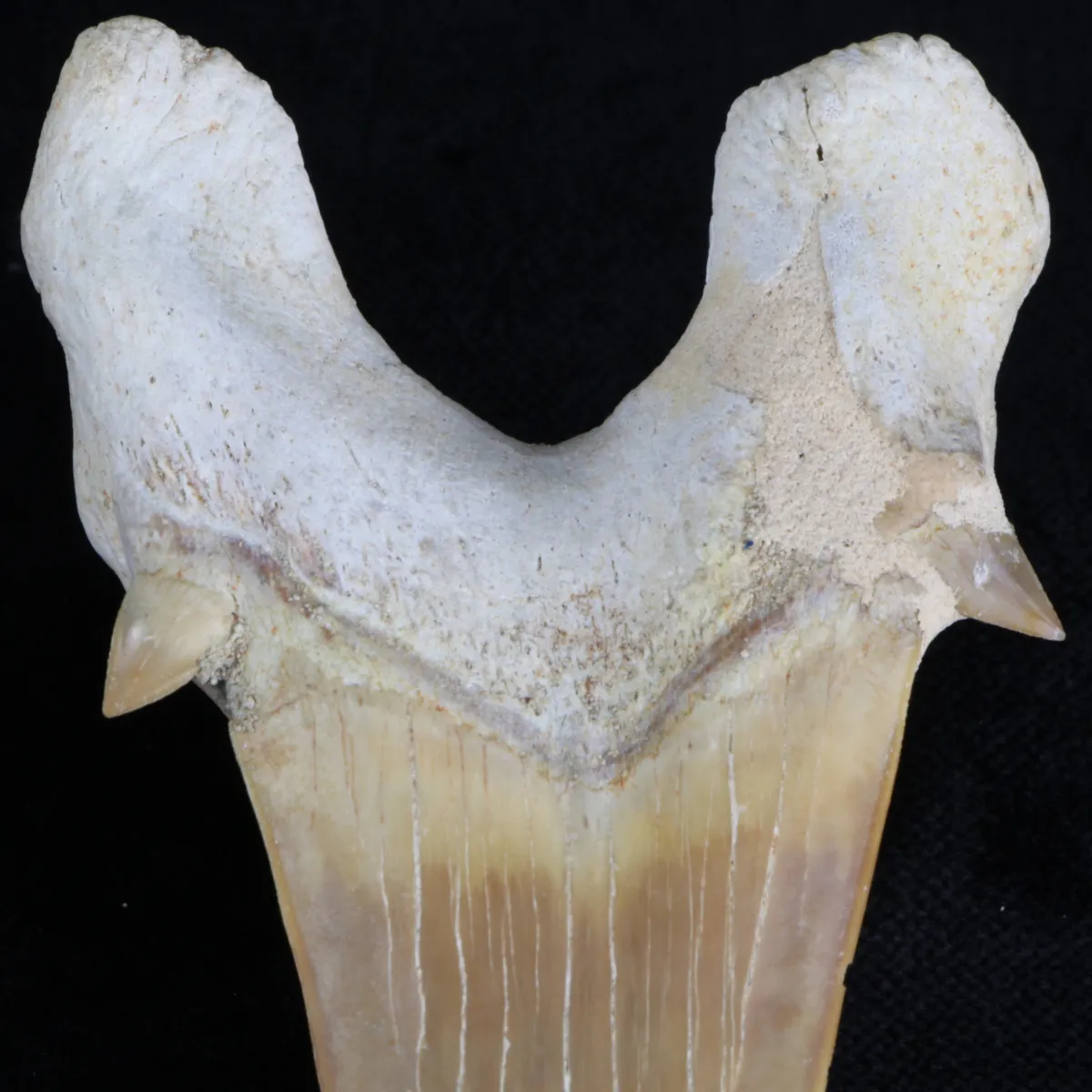 Dente di Squalo estinto - Otodus