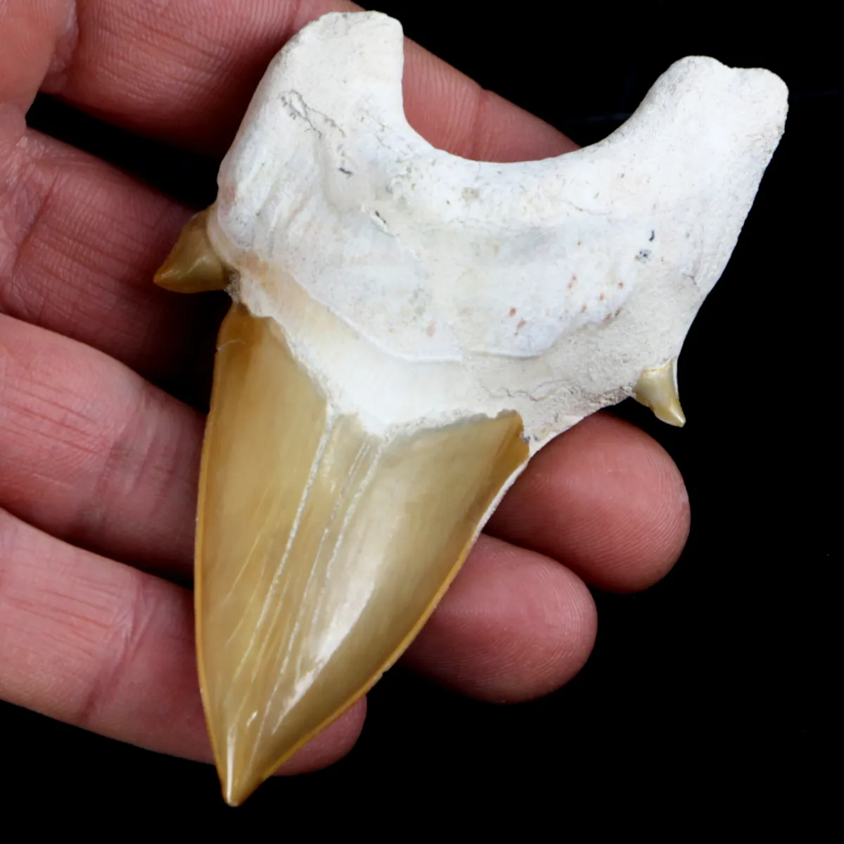 Dente di Squalo estinto - Otodus 