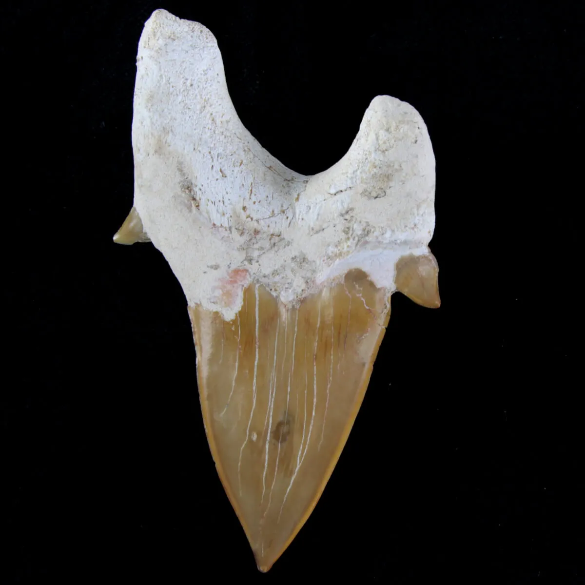 Dente di Squalo estinto - Otodus 