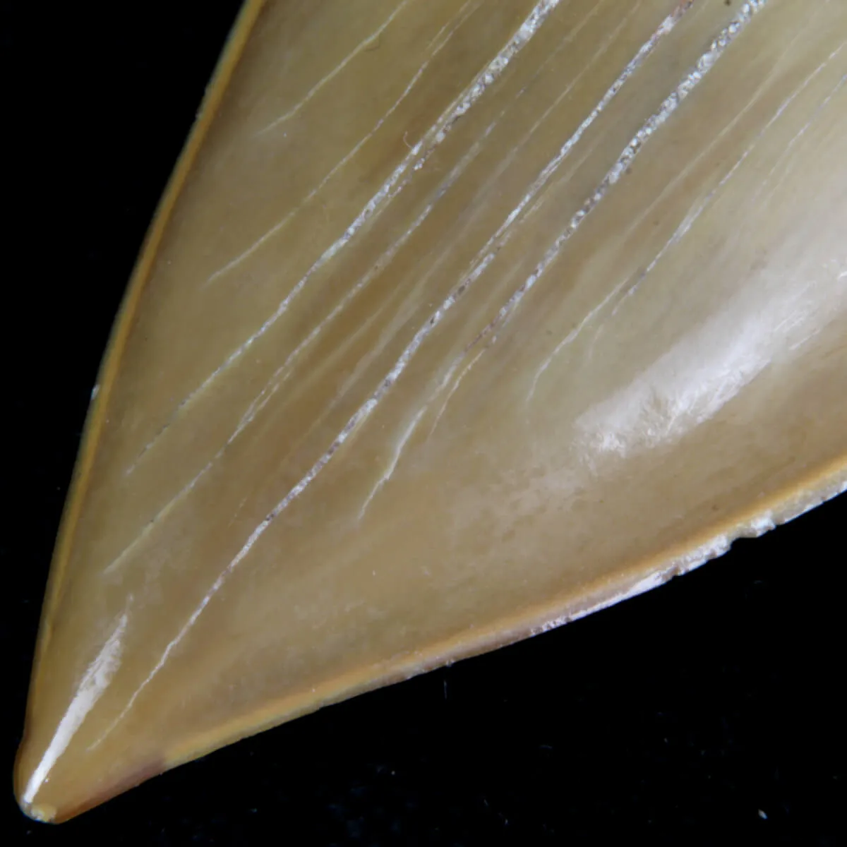 Dente di Squalo estinto - Otodus 