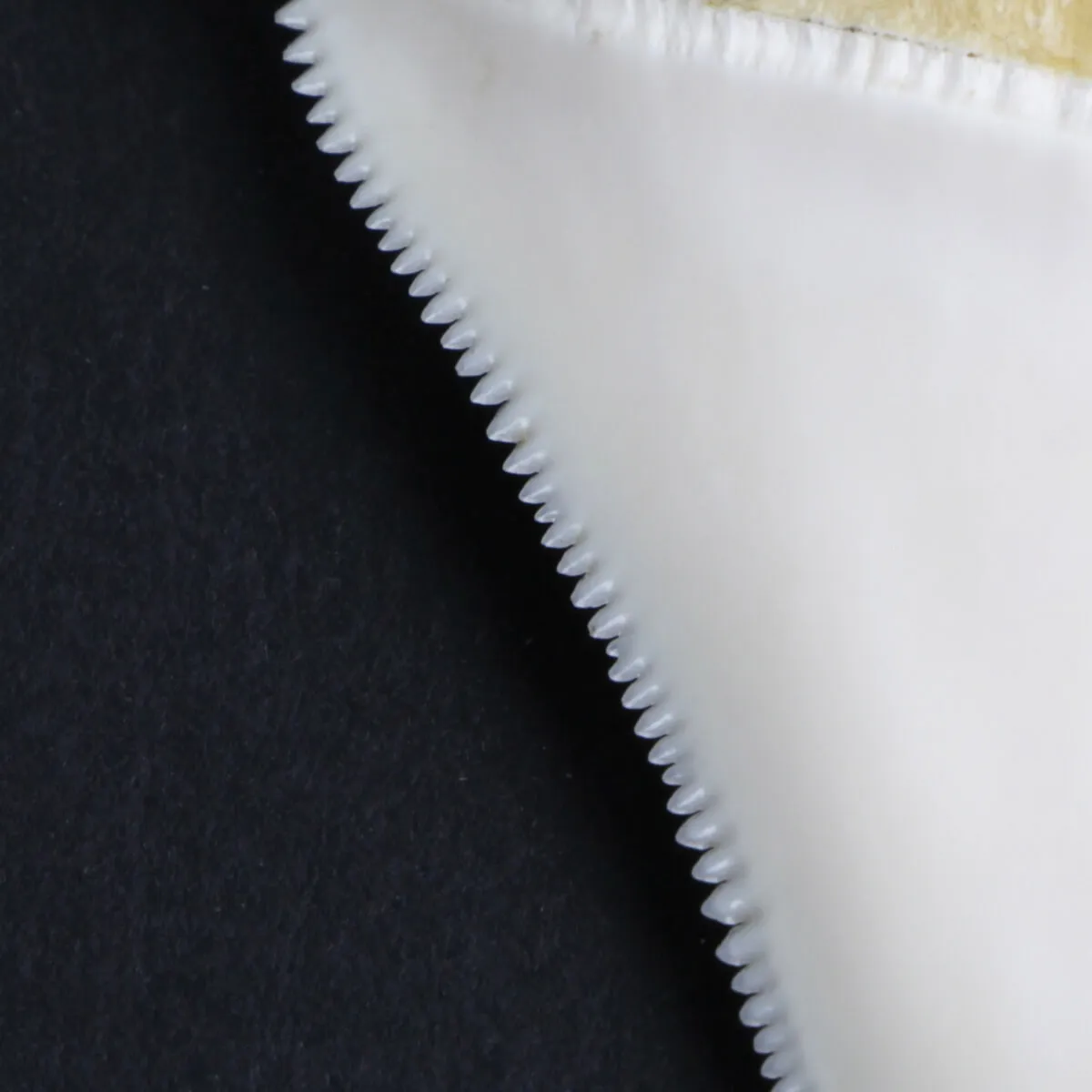 Dente di Squalo Bianco